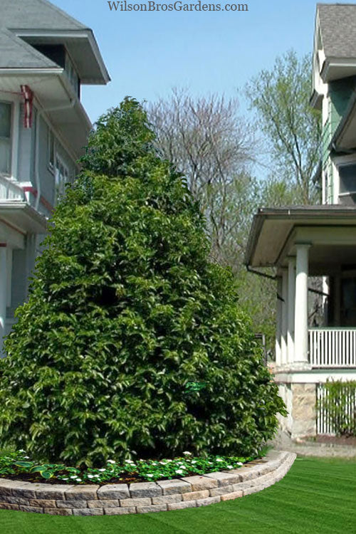  Portuguese Laurel (Prunus Lusitanica) - 7 Gallon Pot