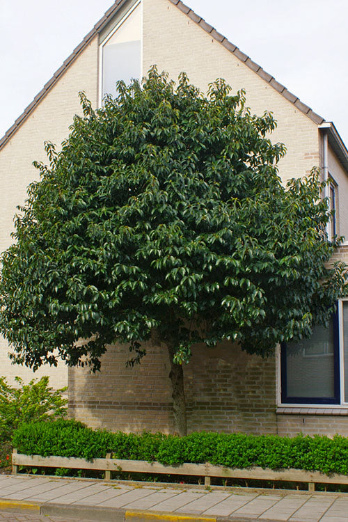  Portuguese Laurel (Prunus Lusitanica) - 7 Gallon Pot