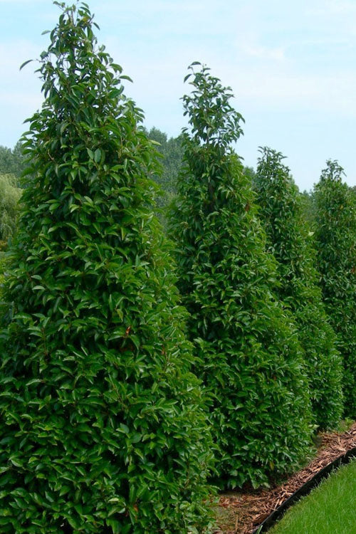  Portuguese Laurel (Prunus Lusitanica) - 7 Gallon Pot