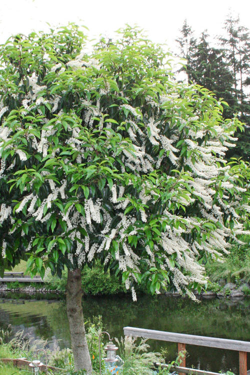  Portuguese Laurel (Prunus Lusitanica) - 7 Gallon Pot
