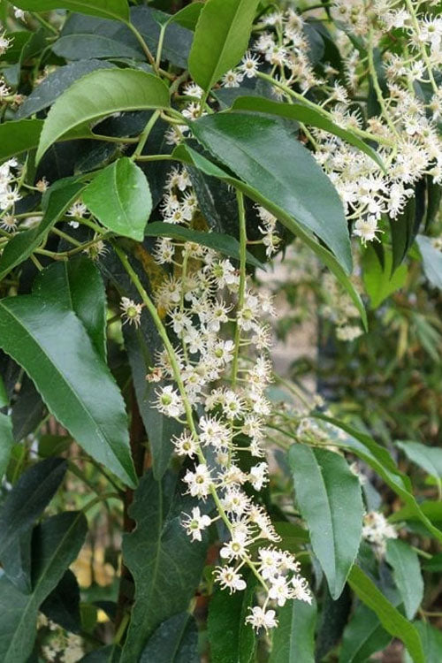  Portuguese Laurel (Prunus Lusitanica) - 7 Gallon Pot