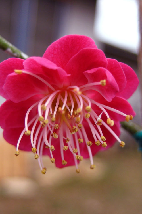  Kobai Japanese Flowering Apricot Tree - 2 Gallon Pot