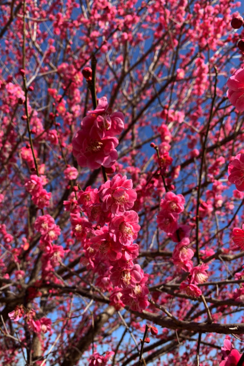  Kobai Japanese Flowering Apricot Tree - 2 Gallon Pot
