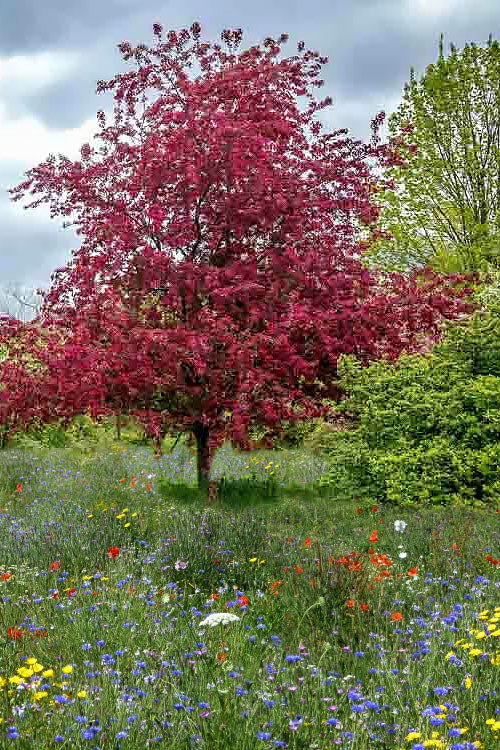  Kobai Japanese Flowering Apricot Tree - 2 Gallon Pot