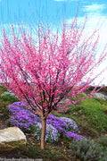  Peggy Clarke Flowering Apricot Tree - 7 Gallon Pot