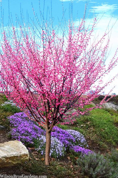  Peggy Clarke Flowering Apricot Tree - 7 Gallon Pot