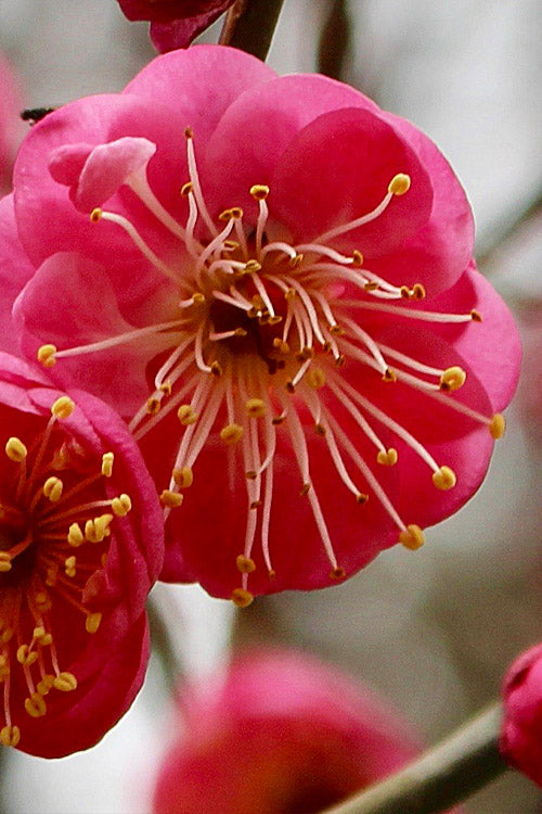  Peggy Clarke Flowering Apricot Tree - 7 Gallon Pot