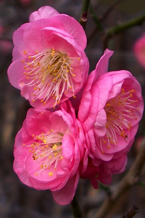  Peggy Clarke Flowering Apricot Tree - 7 Gallon Pot