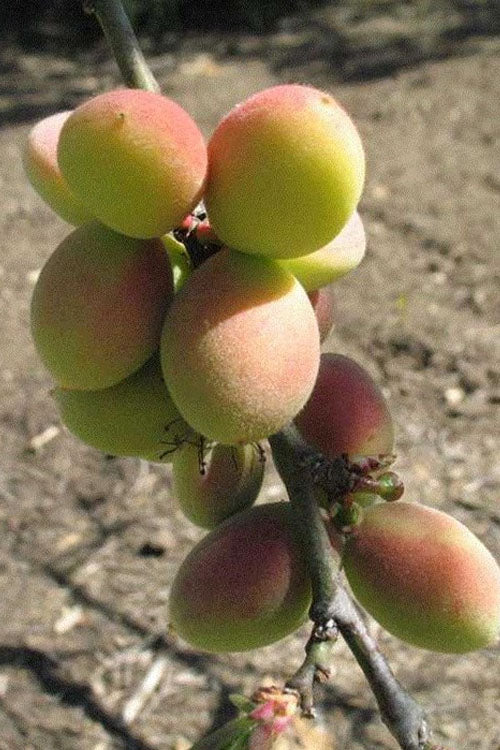  Peggy Clarke Flowering Apricot Tree - 7 Gallon Pot