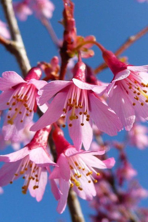  Okame Pink Flowering Cherry Tree - 5 Gallon Pot (5-6')