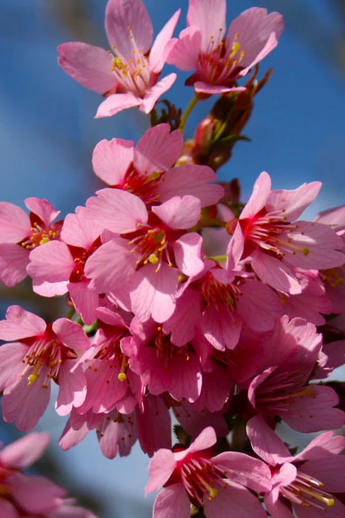  Okame Pink Flowering Cherry Tree - 7 Gallon Pot