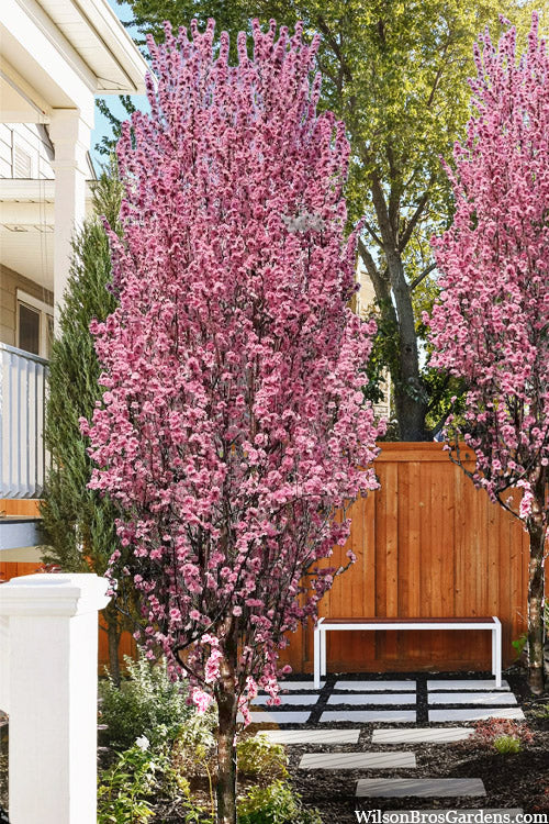  Corinthian Rose Flowering Peach Tree - 2 Gallon Pot (3-4')