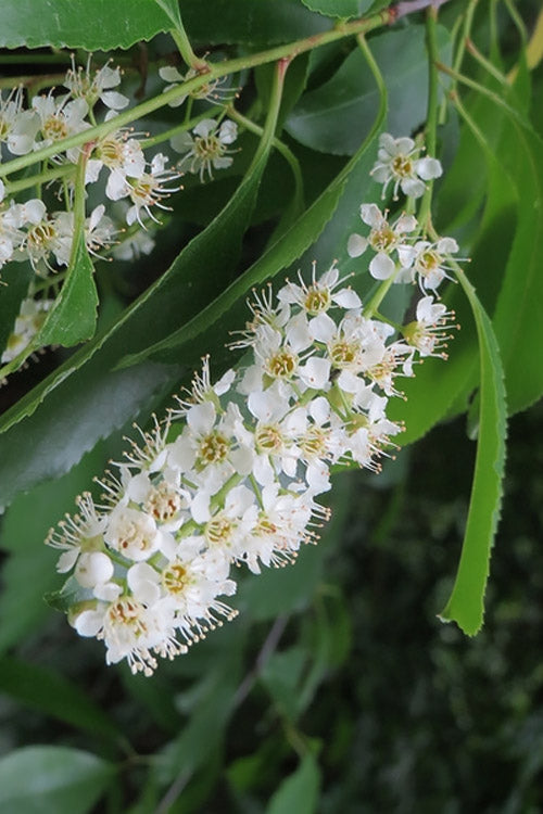  Wild Black Cherry Tree - 3 Pack Of 1.5 Quart Pots