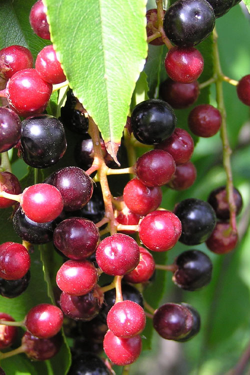  Wild Black Cherry Tree - 3 Pack Of 1.5 Quart Pots