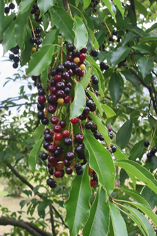 Wild Black Cherry Tree - 3 Pack Of 1.5 Quart Pots