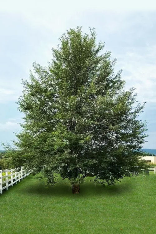  Wild Black Cherry Tree - 3 Pack Of 1.5 Quart Pots
