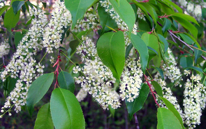  Wild Black Cherry Tree - 3 Pack Of 1.5 Quart Pots