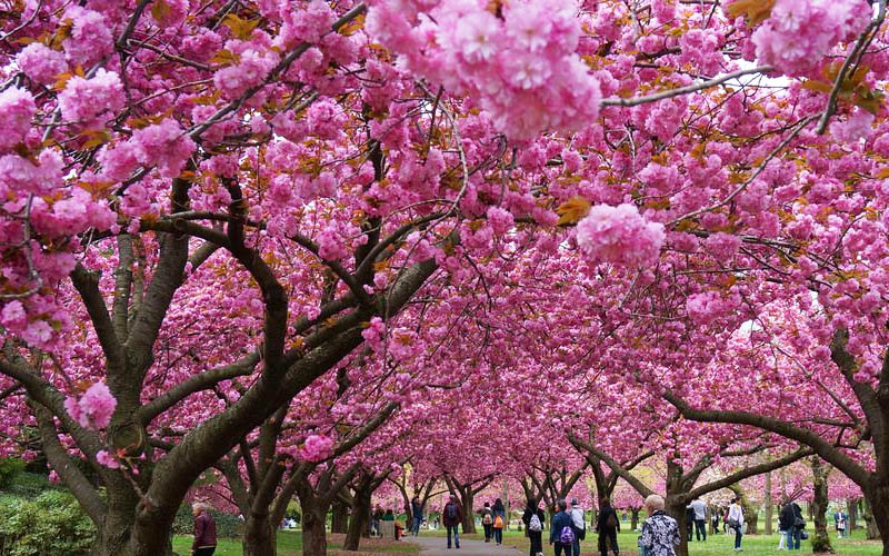  Kwanzan Pink Double Flowering Cherry Tree - 5 Gallon Pot (5-6')