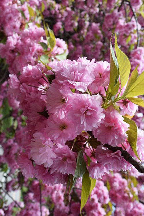  Kwanzan Pink Double Flowering Cherry Tree - 5 Gallon Pot (5-6')