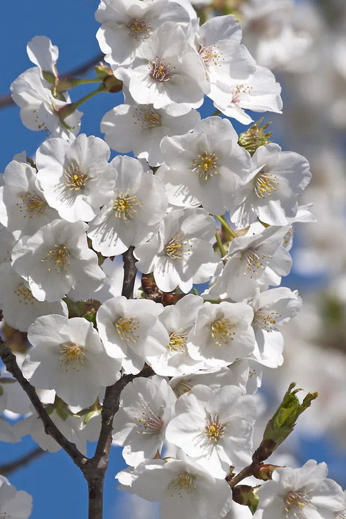  Snow Goose Flowering Cherry Tree - 7 Gallon Pot