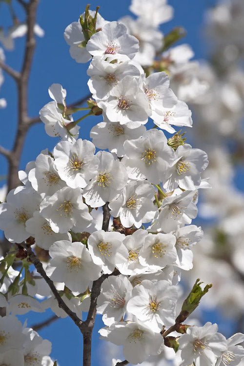  Snow Goose Flowering Cherry Tree - 7 Gallon Pot