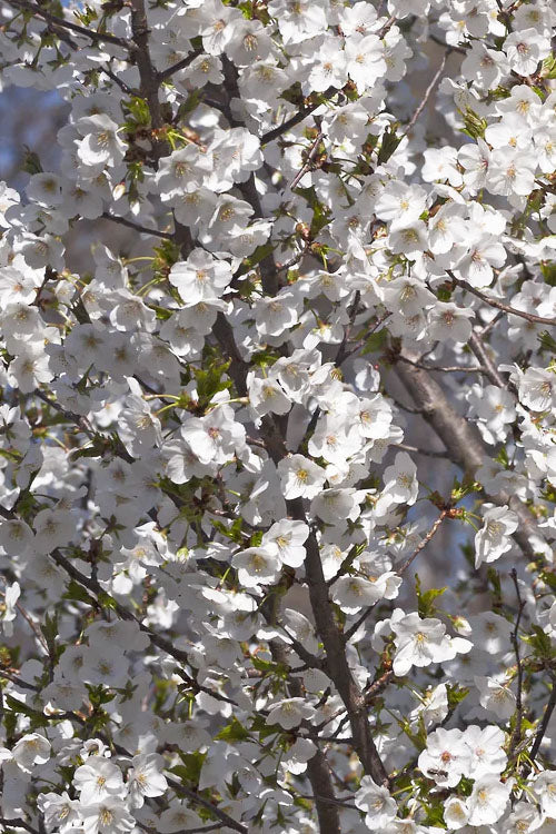  Snow Goose Flowering Cherry Tree - 7 Gallon Pot