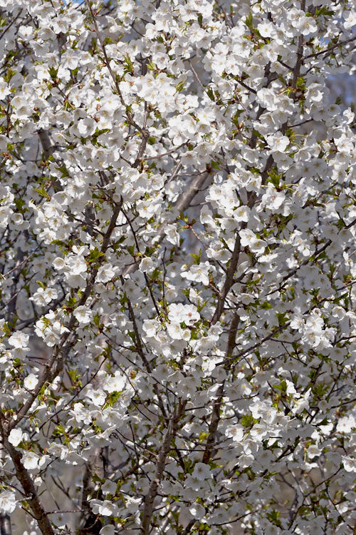  Snow Goose Flowering Cherry Tree - 7 Gallon Pot