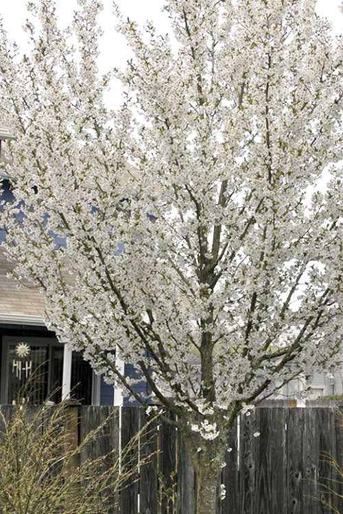 Snow Goose Flowering Cherry Tree - 7 Gallon Pot