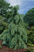  Graceful Grace Weeping Douglas Fir - 1 Gallon Pot