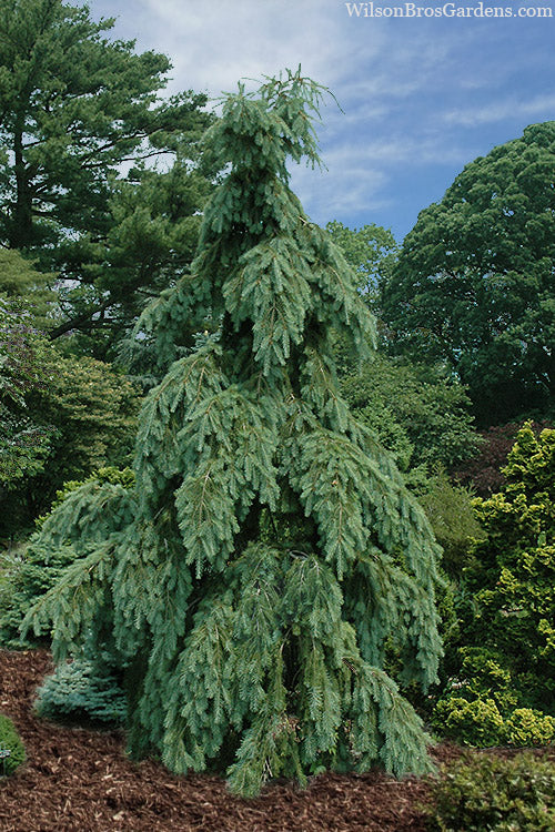  Graceful Grace Weeping Douglas Fir - 1 Gallon Pot