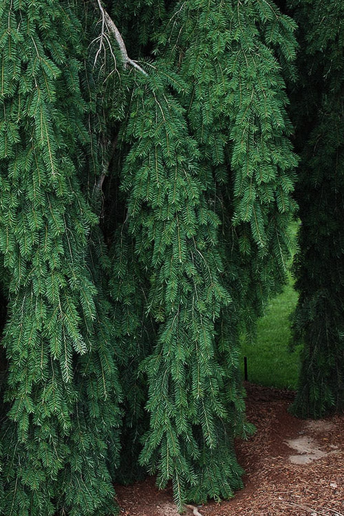  Graceful Grace Weeping Douglas Fir - 3 Gallon Pot