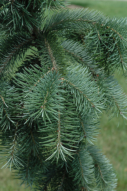  Graceful Grace Weeping Douglas Fir - 1 Gallon Pot