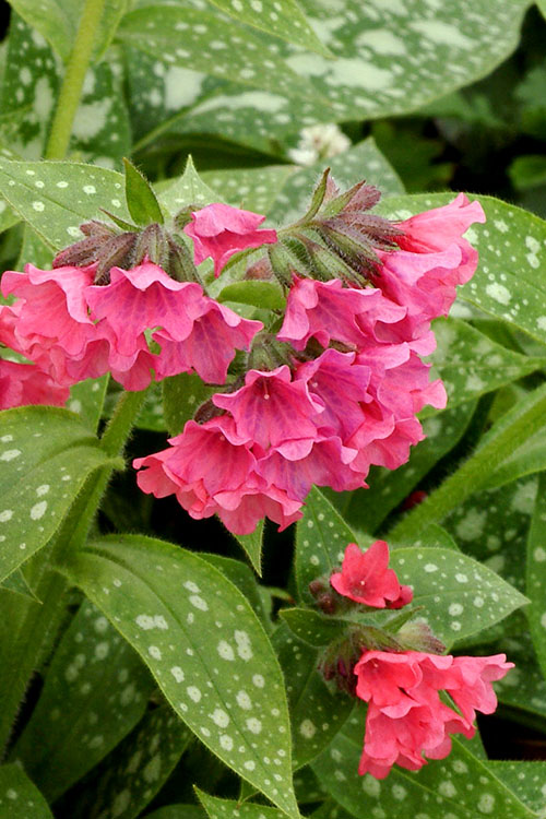  Shrimps On The Barbie Pulmonaria (Bethlehem Sage)- 1 Gallon Pot