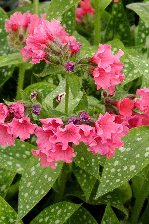  Shrimps On The Barbie Pulmonaria (Bethlehem Sage)- 1 Gallon Pot
