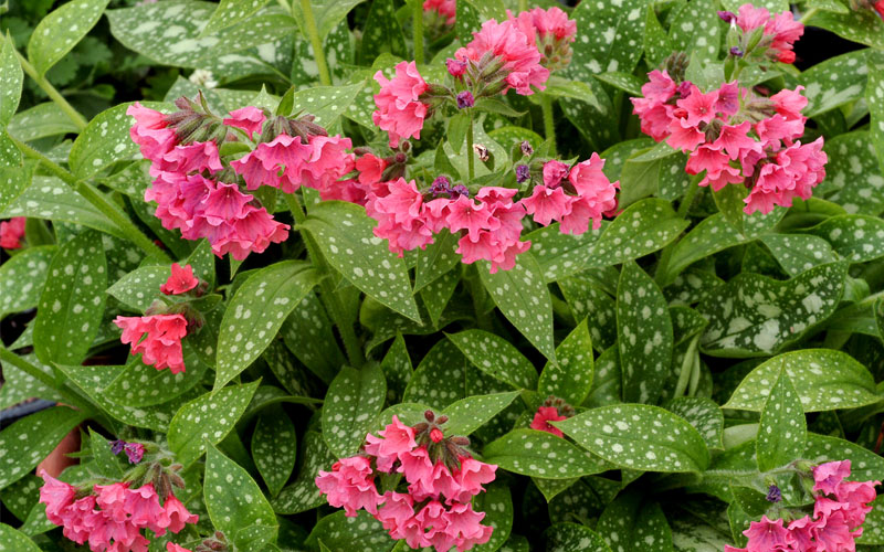  Shrimps On The Barbie Pulmonaria (Bethlehem Sage)- 1 Gallon Pot