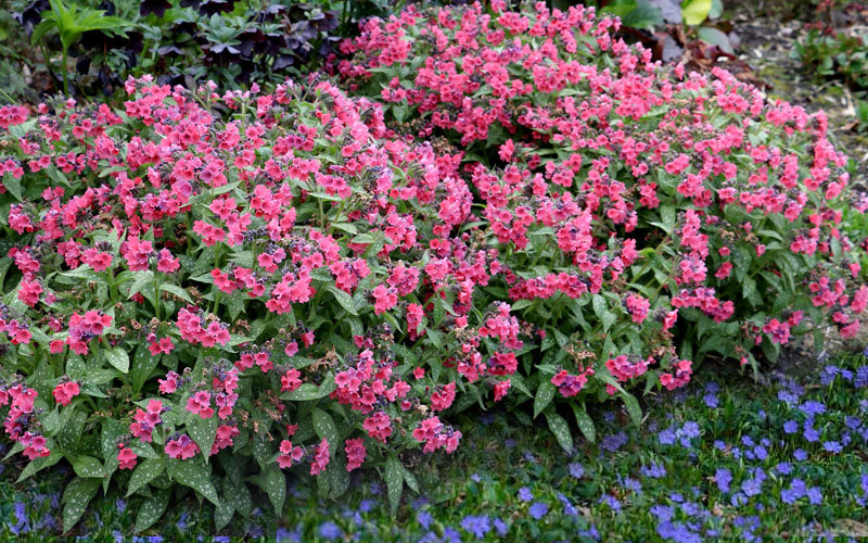  Shrimps On The Barbie Pulmonaria (Bethlehem Sage)- 6 Pack Of 1 Gallon Pots