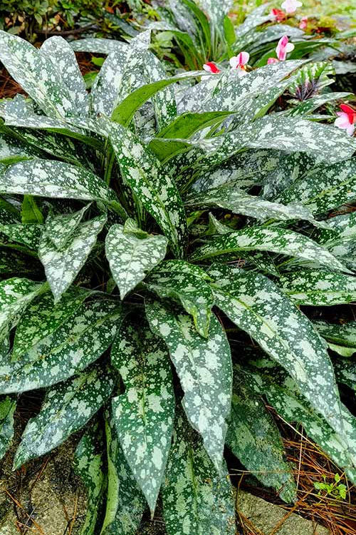  Trevi Fountain Pulmonaria (Bethlehem Sage) - 1 Gallon Pot