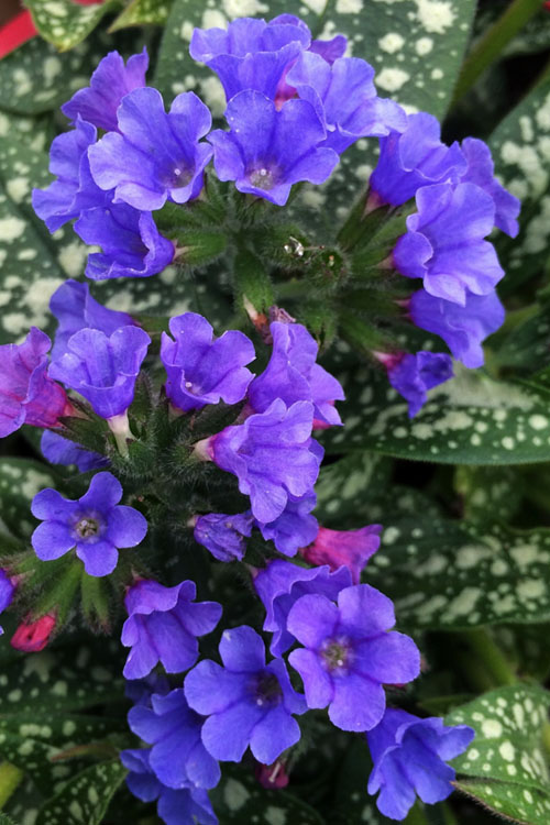  Trevi Fountain Pulmonaria (Bethlehem Sage) - 1 Gallon Pot