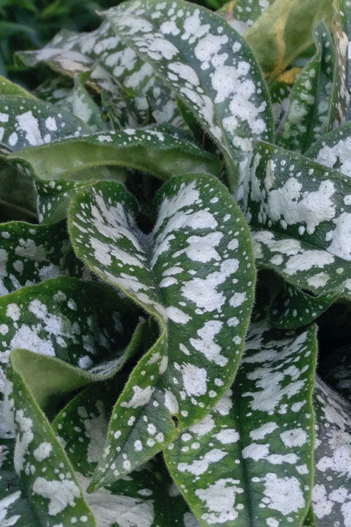  Trevi Fountain Pulmonaria (Bethlehem Sage) - 1 Gallon Pot