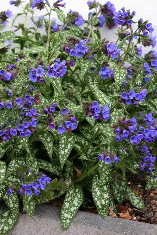  Trevi Fountain Pulmonaria (Bethlehem Sage) - 1 Gallon Pot