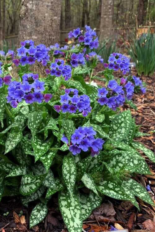  Trevi Fountain Pulmonaria (Bethlehem Sage) - 1 Gallon Pot
