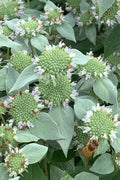  Short-Toothed Mountain Mint (Pycnanthemum Muticum) - 5 Pack Of Quart Pots