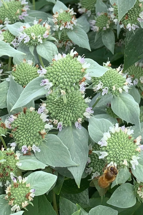  Short-Toothed Mountain Mint (Pycnanthemum Muticum) - 5 Pack Of Quart Pots