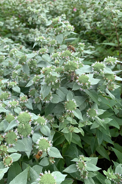  Short-Toothed Mountain Mint (Pycnanthemum Muticum) - 1 Gallon Pot