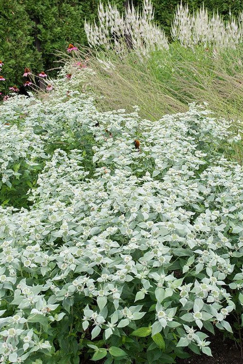  Short-Toothed Mountain Mint (Pycnanthemum Muticum) - 1 Gallon Pot