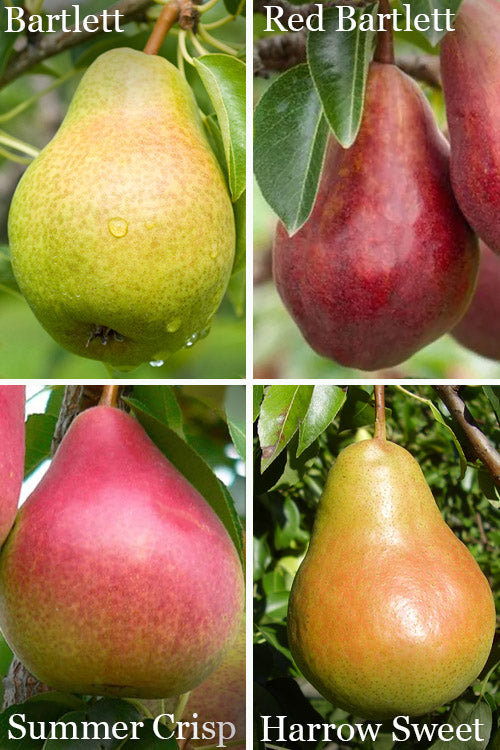  4-in-1 Combo Pear Tree - 7 Gallon Pot