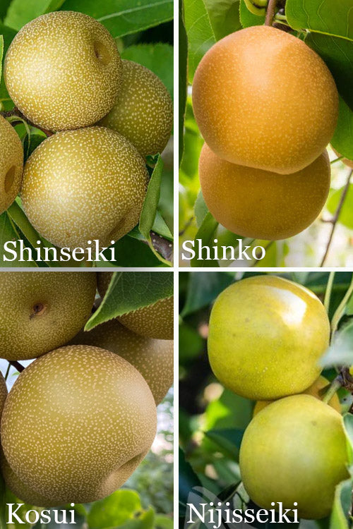  4-in-1 Combo Asian Pear Tree - 7 Gallon Pot