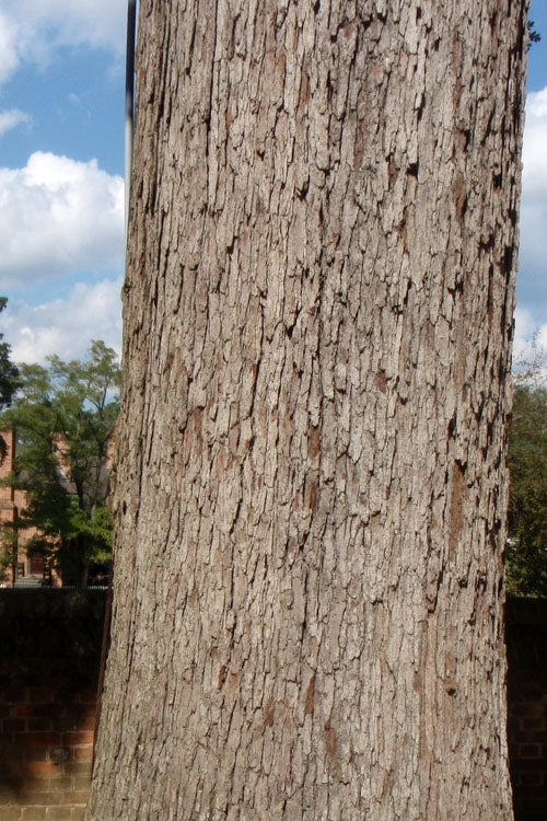  White Oak Tree (Quercus Alba) - 3 Pack Of 1.5 Quart Pots