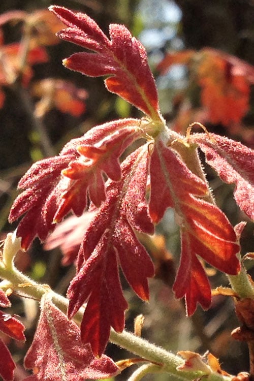  White Oak Tree (Quercus Alba) - 3 Gallon Pot