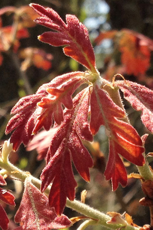  White Oak Tree (Quercus Alba) - 3 Gallon Pot